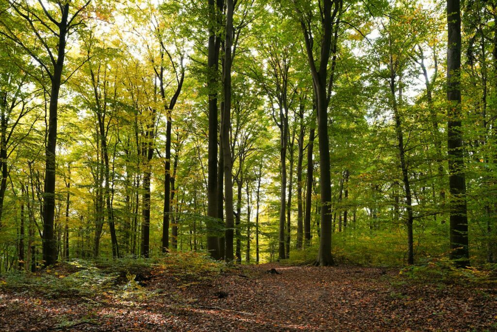 Peaceful autumn forest scene with vibrant foliage in Schleswig-Holstein, Germany.