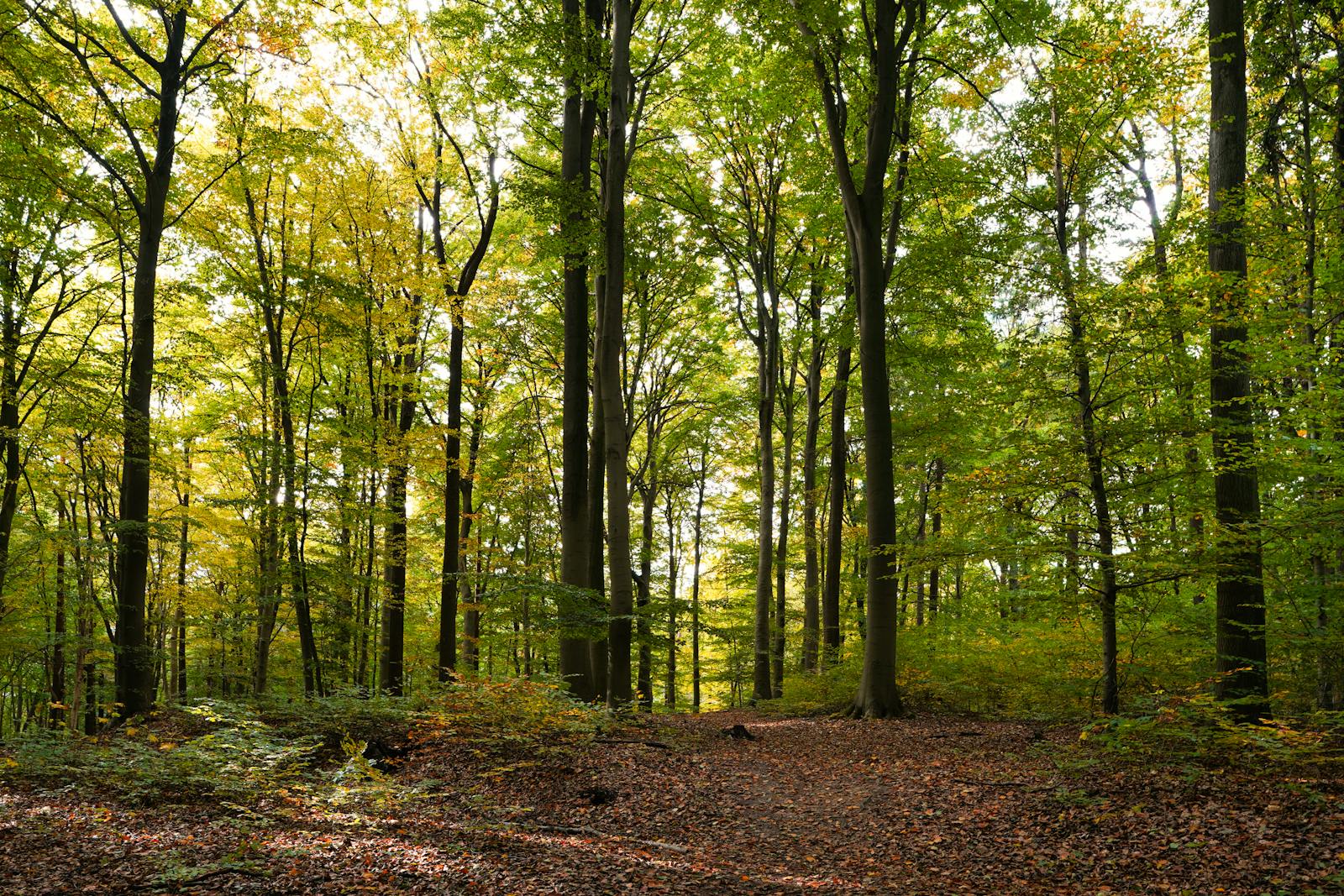 Die Heilkraft der Natur