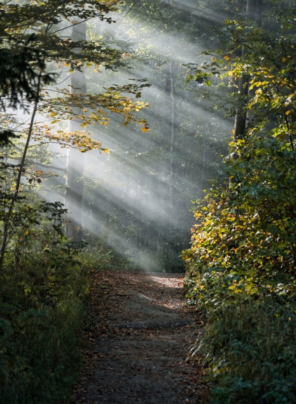 A tranquil forest path illuminated by sunlight filtering through the trees.